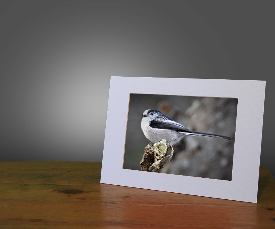 Fallow Deer Buck Framed Image - Image 2