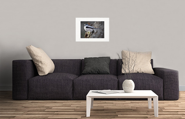 Fallow Deer Buck Framed Image - Image 3