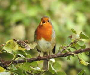 Singing Robin Canvas