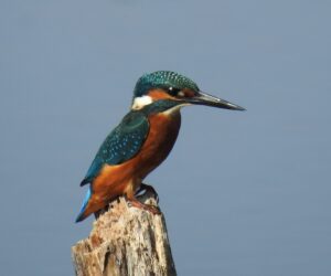 Male Kingfisher Card