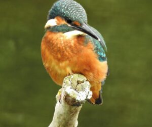 Kingfisher Card