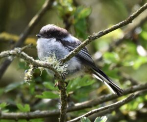 Long-Tailed Tit Canvas