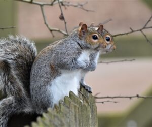 Squirrels Framed Image