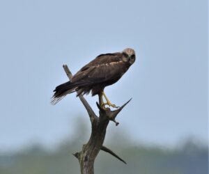 Marsh Harrier Framed Image
