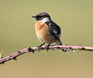 Stonechat on Thorns Card